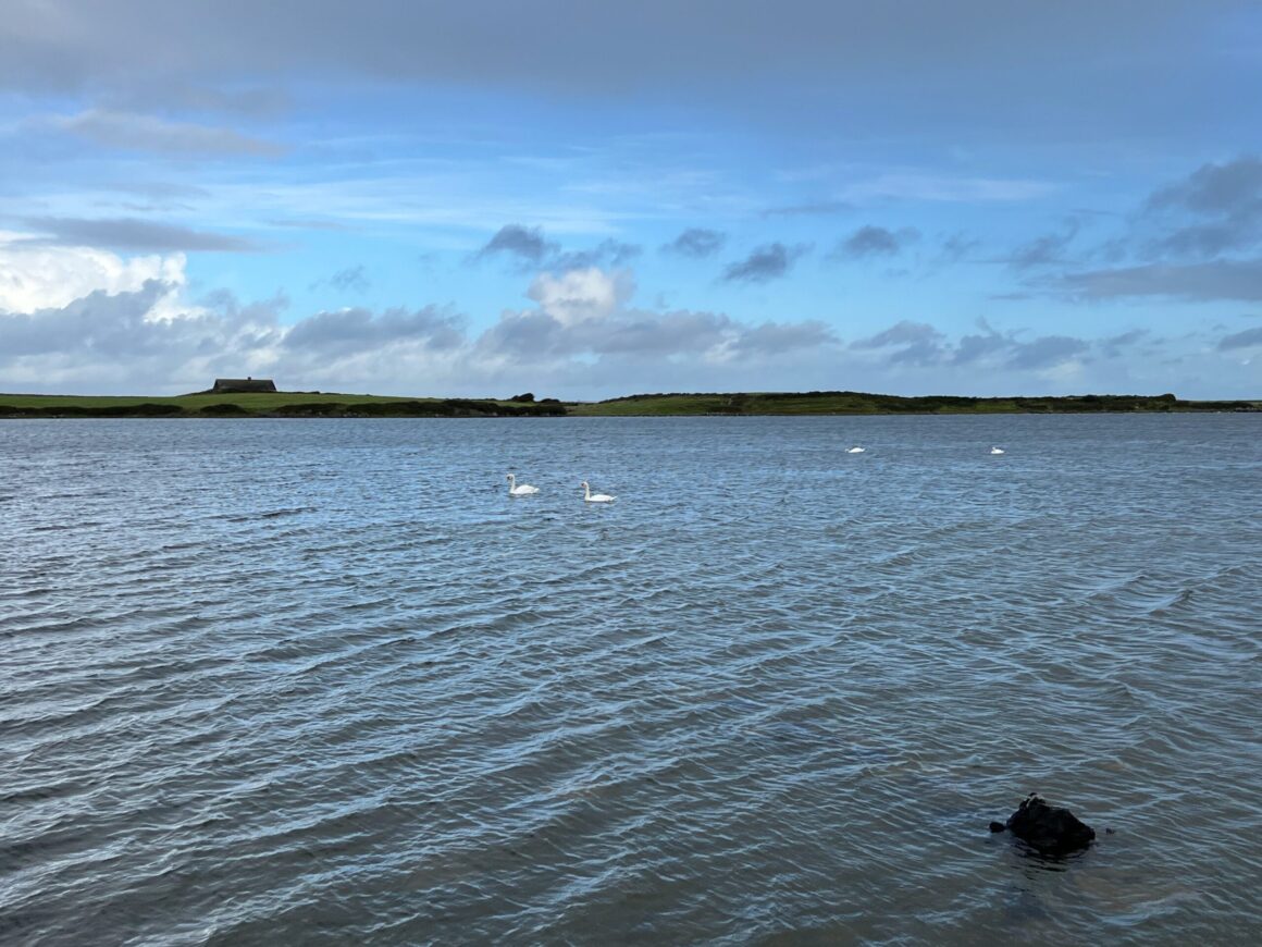 Swans glide on Lough Murree, Seamus Heaney's "slate-grey lake," along the Flaggy Shore in County Clare, Ireland.